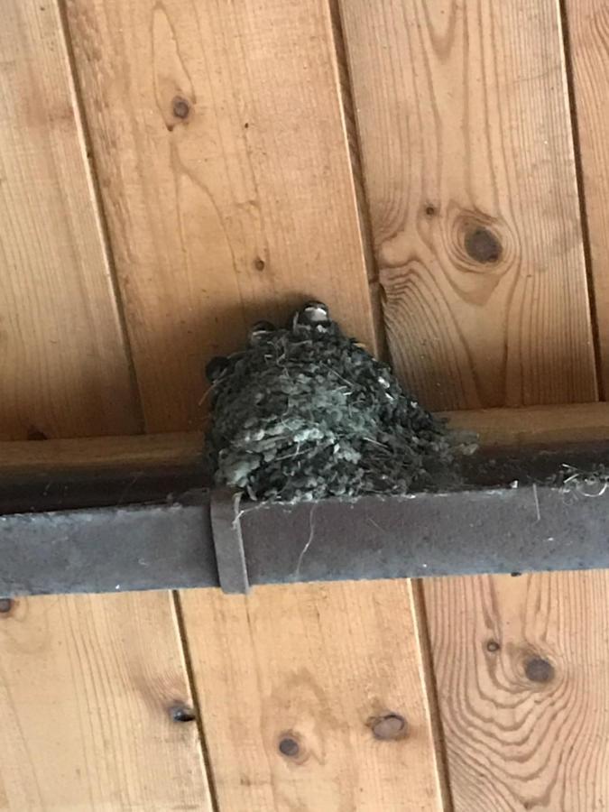 Hering Fewo II Apartment Balcony Wiek auf Rügen エクステリア 写真